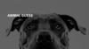 Animal guess
