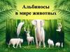 Альбиносы в мире животных