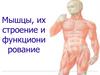 Мышцы, их строение и функционирование