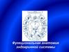 Функциональная анатомия эндокринной системы