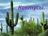 Кактусы