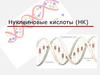 Нуклеиновые кислоты (НК)