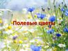 Полевые цветы
