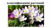 Классификация растений