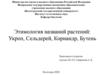 Этимология названий растений: Укроп, Сельдерей, Кориандр, Бутень