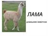 Лама. Домашнее животное