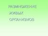 Размножение живых организмов