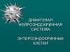 Диффузная нейроэндокринная система энтероэндокринные клетки