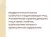 Морфология сухопутных и водоплавающих птиц