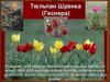 Тюльпан Шренка