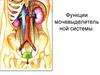 Функции мочевыделительной системы
