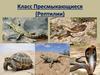 Класс Пресмыкающиеся (Рептилии). Общая характеристика
