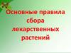 Правила сбора лекарственных растений