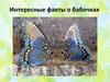 Интересные факты о бабочках