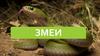 Змеи
