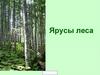 Ярусы леса