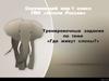 Тренировочные задания по теме «Где живут слоны?»