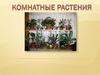 Комнатные растения