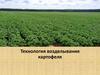 Технология возделывания картофеля