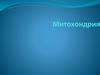 Митохондрия