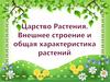Царство Растения. Внешнее строение  и общая характеристика растений