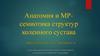 Анатомия и МР-семиотика структур коленного сустава