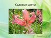 Садовые цветы