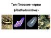 Тип Плоские черви