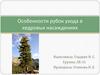 Особенности рубок ухода в кедровых насаждениях