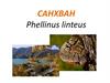 Санхван - Phellinus Linteus