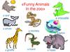 Funny Animals In the zoo