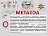 Metazoa