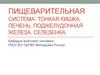 Пищеварительная система человека. Тонкая кишка, печень. Поджелудочная железа. Селезенка