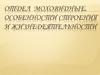 Отдел моховидные.Особенности строения и жизнедеятельности