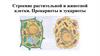 Строение растительной и животной клетки. Прокариоты и эукариоты