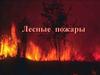 Лесные пожары