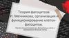 Теория фагоцитоза И. Мечникова, организация и функционирование клеток-фагоцитов