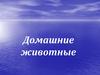Домашние животные. Отгадай загадки