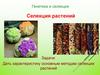 Генетика и селекция. Селекция растений