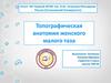 Топографическая анатомия женского малого таза