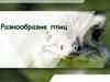 Разнообразие птиц