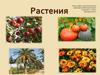 Растения