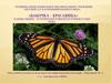 Бабочка – красавица. Художественно – эстетическое развитие в старшей группе лепка