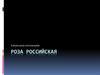 Роза Российская