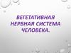 Вегетативная нервная система человека