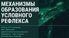 Механизмы образования условного рефлекса