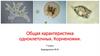 Общая характеристика одноклеточных. Корненожки. 7 класс