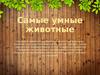 Самые умные животные