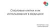 Стволовые клетки и их использование в медицине