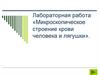 Микроскопическое строение крови человека и лягушки